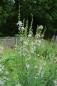 Preview: Lythrum virgatum 'White Swirl' | Rutenweiderich